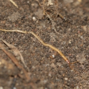 Chilenophilidae (family) at Higgins, ACT - 1 Sep 2018