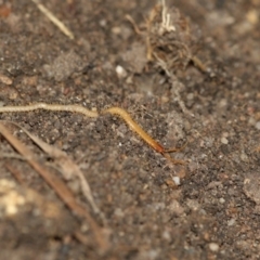 Chilenophilidae (family) at Higgins, ACT - 1 Sep 2018