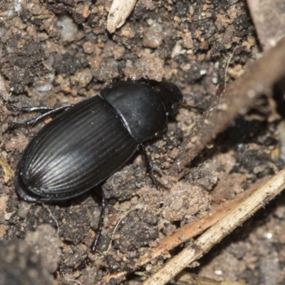 Gnathaphanus sp. (genus) (Ground beetle) at Higgins, ACT - 1 Sep 2018 by Alison Milton