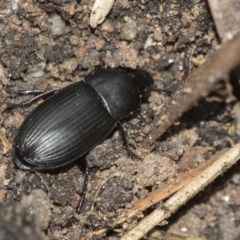 Gnathaphanus sp. (genus) (Ground beetle) at Higgins, ACT - 1 Sep 2018 by Alison Milton