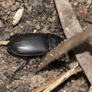 Gnathaphanus sp. (genus) at Higgins, ACT - 1 Sep 2018 01:06 PM