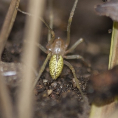 Cheiracanthium sp. (genus) (Unidentified Slender Sac Spider) at Higgins, ACT - 1 Sep 2018 by AlisonMilton