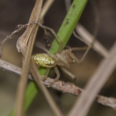 Cheiracanthium sp. (genus) at Higgins, ACT - 1 Sep 2018 12:12 PM