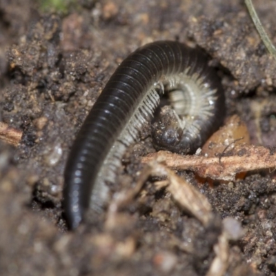 Ommatoiulus moreleti (Portuguese Millipede) at Higgins, ACT - 1 Sep 2018 by AlisonMilton