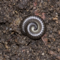 Ommatoiulus moreleti at Higgins, ACT - 1 Sep 2018 12:20 PM