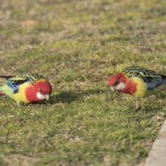 Platycercus eximius (Eastern Rosella) at Acton, ACT - 31 Aug 2018 by AlisonMilton