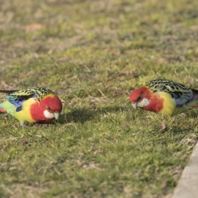 Platycercus eximius (Eastern Rosella) at Acton, ACT - 30 Aug 2018 by Alison Milton