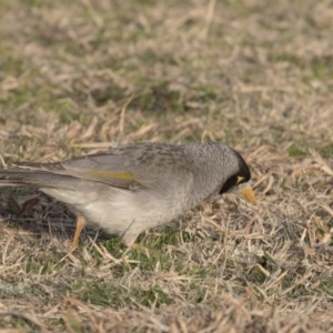 Manorina melanocephala at Acton, ACT - 31 Aug 2018