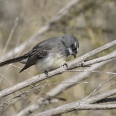 Rhipidura albiscapa (Grey Fantail) at Fyshwick, ACT - 3 Sep 2018 by Alison Milton