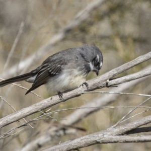 Rhipidura albiscapa at Fyshwick, ACT - 3 Sep 2018 10:18 AM