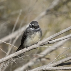 Rhipidura albiscapa at Fyshwick, ACT - 3 Sep 2018 10:18 AM