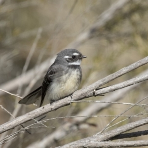 Rhipidura albiscapa at Fyshwick, ACT - 3 Sep 2018 10:18 AM