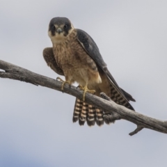 Falco longipennis (Australian Hobby) at Jerrabomberra Wetlands - 3 Sep 2018 by Alison Milton