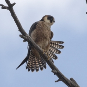 Falco longipennis at Fyshwick, ACT - 3 Sep 2018