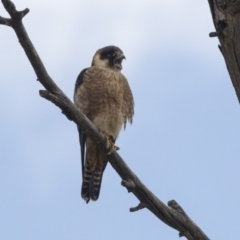 Falco longipennis at Fyshwick, ACT - 3 Sep 2018