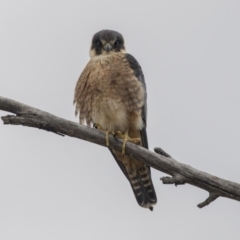 Falco longipennis at Fyshwick, ACT - 3 Sep 2018