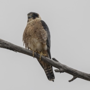 Falco longipennis at Fyshwick, ACT - 3 Sep 2018