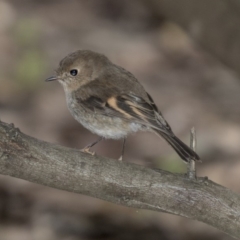 Petroica rodinogaster (Pink Robin) at ANBG - 3 Sep 2018 by Alison Milton