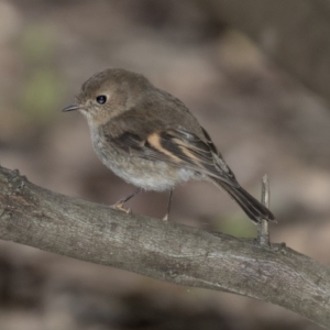 Petroica rodinogaster at Acton, ACT - 3 Sep 2018 02:45 PM