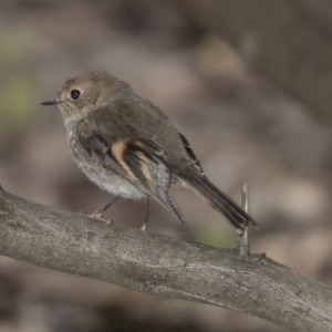 Petroica rodinogaster at Acton, ACT - 3 Sep 2018 02:45 PM