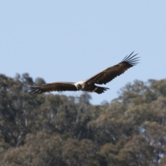 Aquila audax (Wedge-tailed Eagle) at Michelago, NSW - 27 Jul 2018 by Illilanga