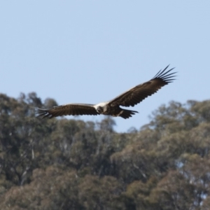 Aquila audax at Michelago, NSW - 27 Jul 2018 11:11 AM