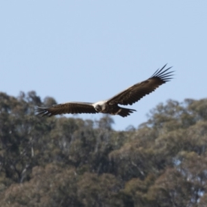 Aquila audax at Michelago, NSW - 27 Jul 2018
