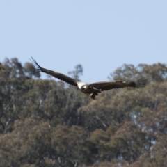 Aquila audax at Michelago, NSW - 27 Jul 2018