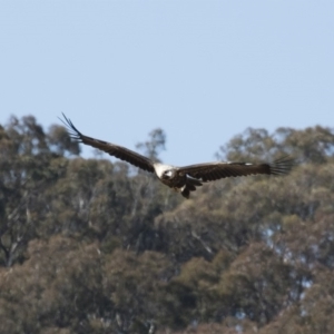 Aquila audax at Michelago, NSW - 27 Jul 2018 11:11 AM