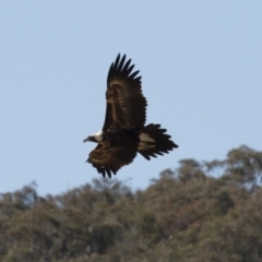 Aquila audax at Michelago, NSW - 27 Jul 2018 11:11 AM