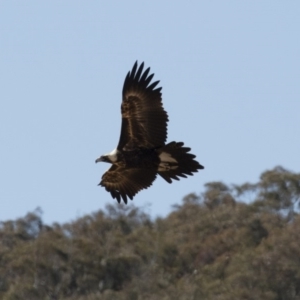 Aquila audax at Michelago, NSW - 27 Jul 2018