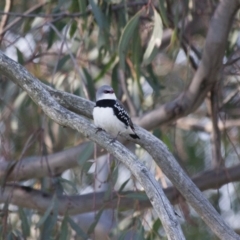 Stagonopleura guttata (Diamond Firetail) at Michelago, NSW - 19 Oct 2010 by Illilanga