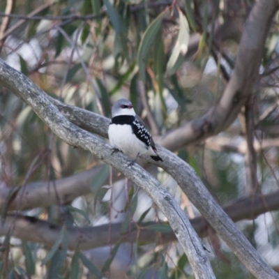 Stagonopleura guttata (Diamond Firetail) at Illilanga & Baroona - 19 Oct 2010 by Illilanga