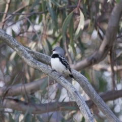 Stagonopleura guttata at Michelago, NSW - suppressed