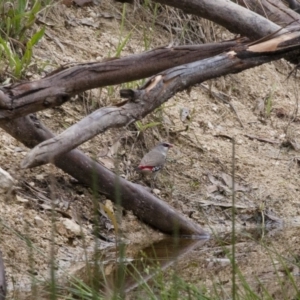 Stagonopleura guttata at Michelago, NSW - suppressed