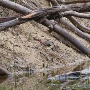 Stagonopleura guttata at Michelago, NSW - suppressed