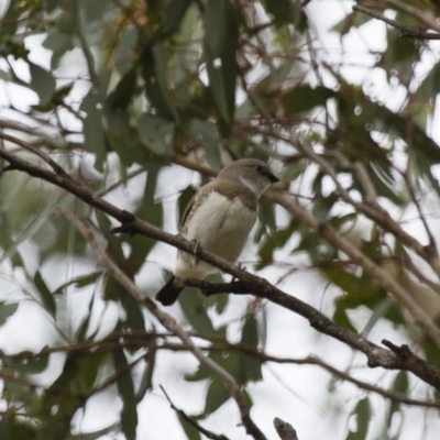 Stagonopleura guttata (Diamond Firetail) at Illilanga & Baroona - 1 Jan 2014 by Illilanga