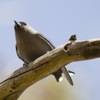 Artamus cyanopterus cyanopterus (Dusky Woodswallow) at Illilanga & Baroona - 18 Sep 2012 by Illilanga