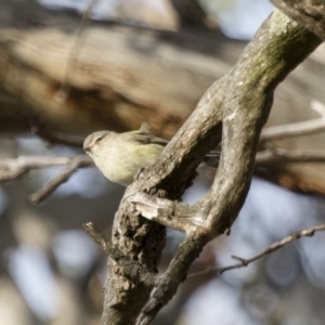 Smicrornis brevirostris at Michelago, NSW - 22 Aug 2018