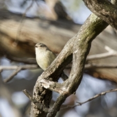 Smicrornis brevirostris at Michelago, NSW - 22 Aug 2018