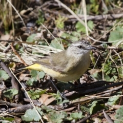 Acanthiza chrysorrhoa (Yellow-rumped Thornbill) at Illilanga & Baroona - 15 Sep 2012 by Illilanga