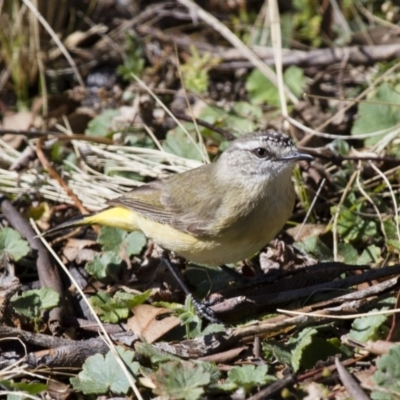 Acanthiza chrysorrhoa (Yellow-rumped Thornbill) at Michelago, NSW - 15 Sep 2012 by Illilanga