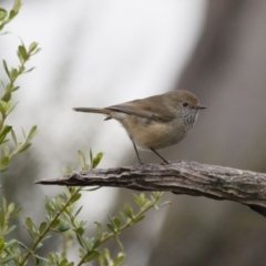 Acanthiza pusilla (Brown Thornbill) at Michelago, NSW - 23 Apr 2012 by Illilanga