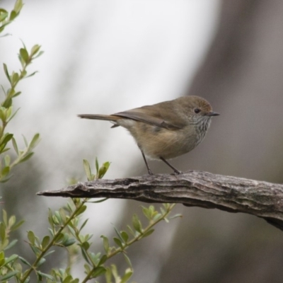 Acanthiza pusilla (Brown Thornbill) at Illilanga & Baroona - 23 Apr 2012 by Illilanga