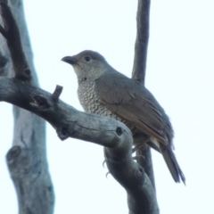 Ptilonorhynchus violaceus (Satin Bowerbird) at Tennent, ACT - 13 Dec 2014 by MichaelBedingfield