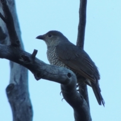 Ptilonorhynchus violaceus at Tennent, ACT - 13 Dec 2014 07:20 PM