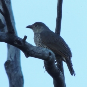 Ptilonorhynchus violaceus at Tennent, ACT - 13 Dec 2014 07:20 PM