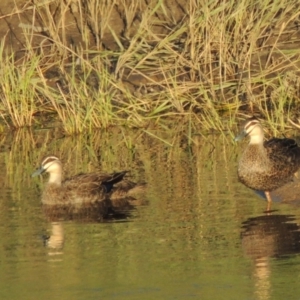 Anas superciliosa at Paddys River, ACT - 16 Dec 2014