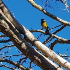 Nesoptilotis leucotis (White-eared Honeyeater) at Corrowong, NSW - 5 Sep 2018 by BlackFlat