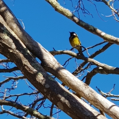 Nesoptilotis leucotis (White-eared Honeyeater) at Corrowong, NSW - 5 Sep 2018 by BlackFlat